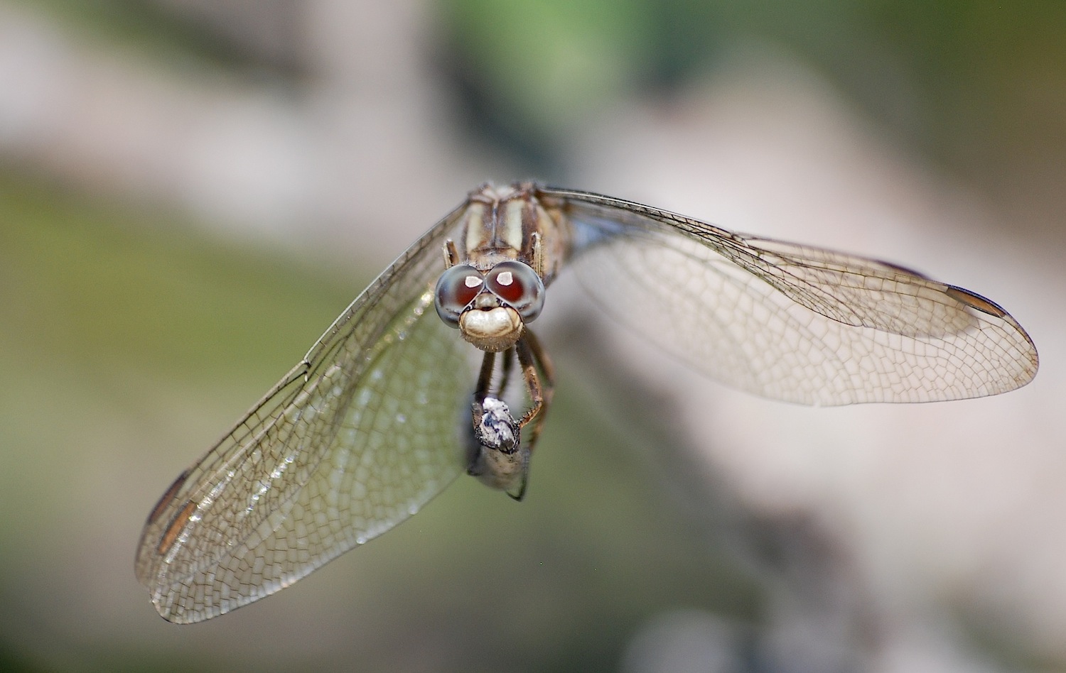 ID libellula 28: Orthetrum coerulescens anceps